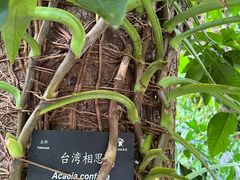 -深圳仙湖植物园