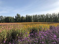 -金塔沙漠胡杨林景区