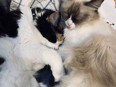 相亲相爱-猫色咖啡·猫咖