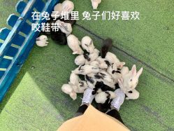 -萌宠亲子动物乐园(槐房万达店)