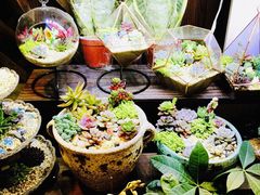 -万商花鸟市场