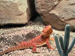 -帕帕拉兹宠物(亚洲旗舰店)