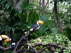 -广州长隆野生动物世界