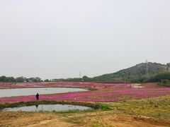 -巢湖姥山岛