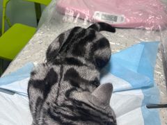 -半岛宠物医院24小时(科华中路店)