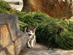 -开福禅寺