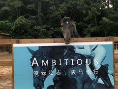 -枫露马术学院(藏书校区)