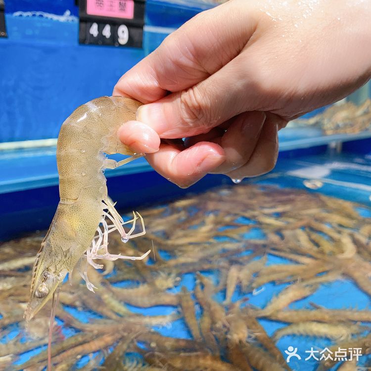 我超级喜欢海洋生物🦞顿顿都少不了🦑