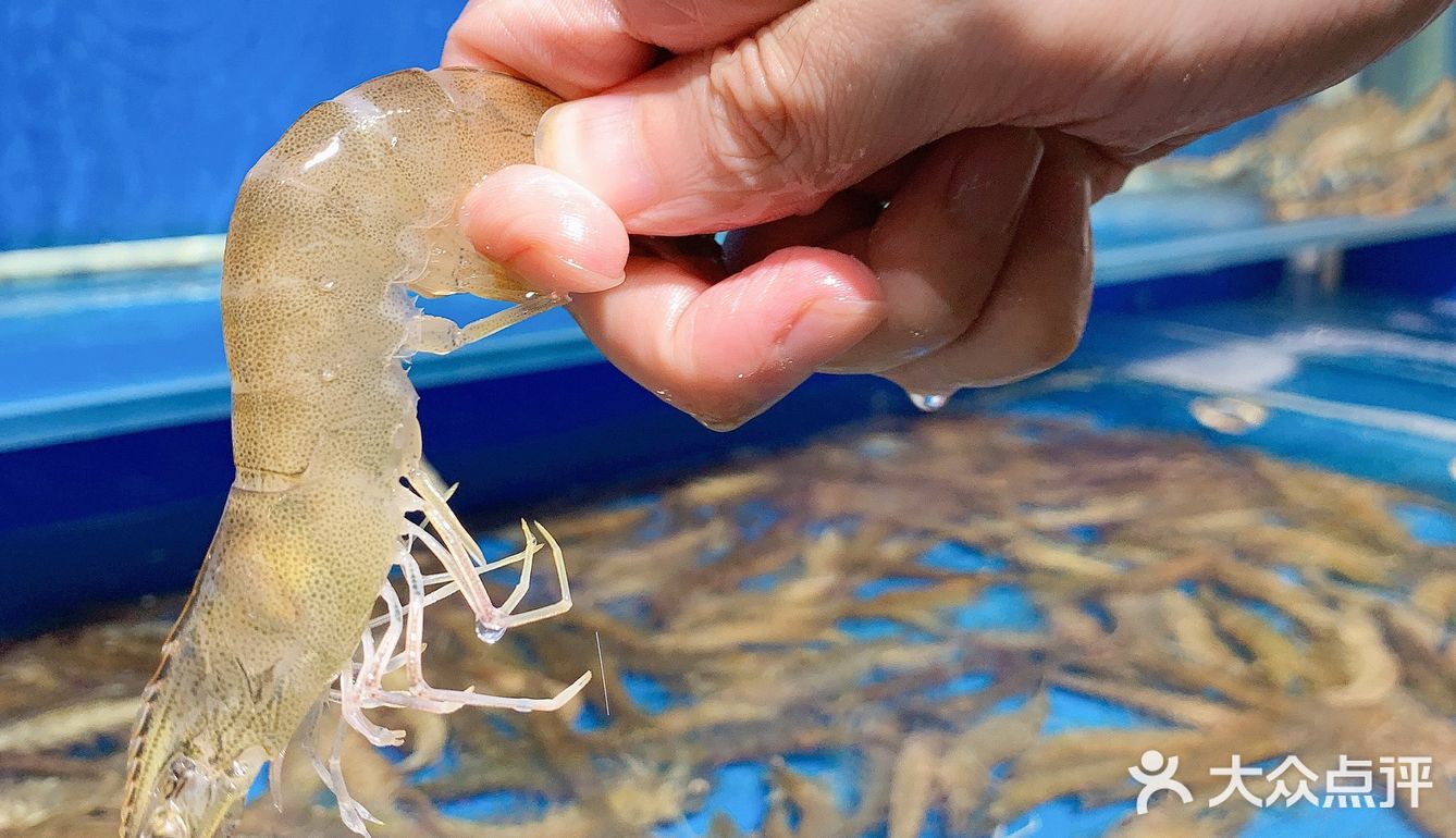 我超级喜欢海洋生物🦞顿顿都少不了🦑