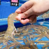 我超级喜欢海洋生物🦞顿顿都少不了🦑