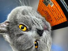 -艾贝尔宠物医院 ·内科全科(梁溪路店)