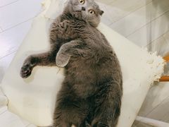 -喵的天空名猫咖啡馆·撸猫·猫舍·用品