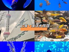 -上海海洋水族馆