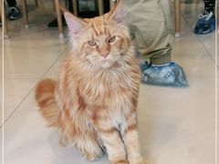 -平行世界·猫咖(首经贸店)