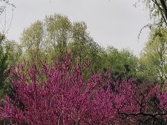 -东升八家郊野公园
