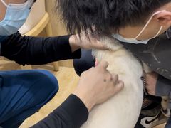 -瑞派名望24h动物医院异宠专科·猫专科·骨科·重症监护分院