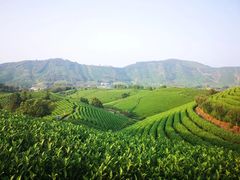 -帐篷客·溪龙茶谷度假酒店