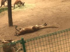 -石家庄市动物园