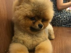 -柯斗斗主题餐厅·狗咖·围炉煮茶·茶饮(国瑞升平里店)