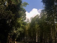 -广州市流溪河国家森林公园
