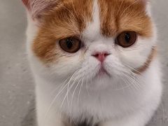 -飞行喵MR PILOT|猫舍·猫咖(静安大融城店)