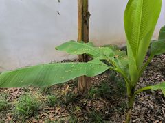 -秋霞圃
