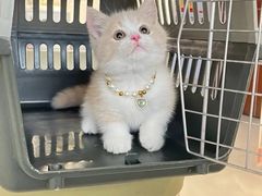 -lincat·猫舍(广州店)