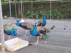 -福建鲤鱼洲酒店