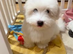 -momokira米努特·德文卷毛猫·棉花面纱犬