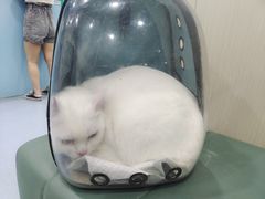 -佳怡动物医院·平价24小时·猫专科骨外科