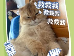 -艾贝尔宠物医院 ·内科全科(梁溪路店)