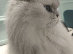 -安格丽娜·狗咖·猫咖羊驼咖(春熙路百盛商场店)
