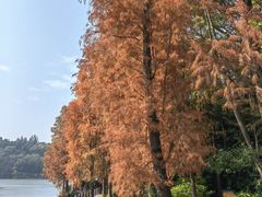 -深圳仙湖植物园