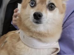 -美联众合动物医院·24h转诊中心