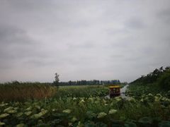 -荷花荡