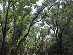 -东湖落雁景区