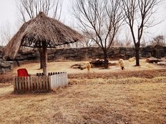 -北京野生动物园