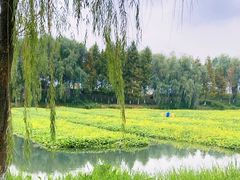 -洋湖国家湿地公园