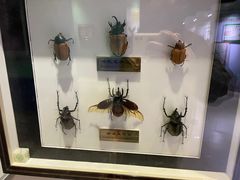 -上海昆虫博物馆