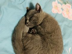 -宠爱国际动物医院·消化内科·心肾内科·ISFM猫友好(望京店)