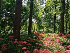 -黄海国家森林公园