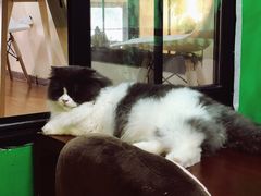-李小姐の猫咖啡馆(五角场店)