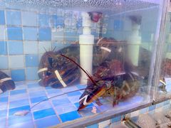 -四海蒸鲜蒸汽海鲜自助(北戴河店)