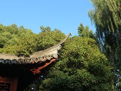 -秋霞圃
