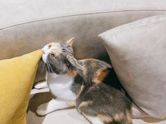 -啵啵喵·猫咖(攀华国际店)