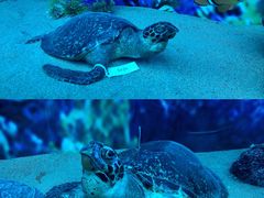 -广东中医药博物馆