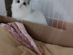 -Bastet sally猫舍购宠(静安店)