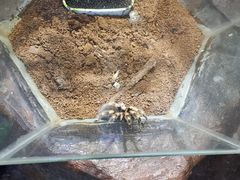 -上海大自然野生昆虫馆(东方明珠·爬宠昆虫探索中心)