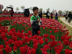 -金卉庄园
