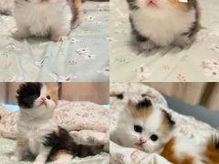 -珠海悠米米努特矮脚猫舍